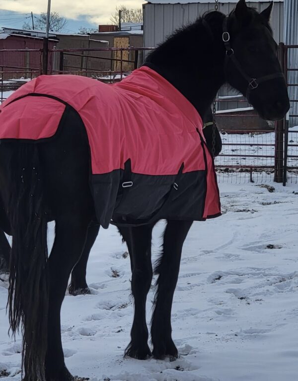 Yegua  Friesian de 2 años - Image 3