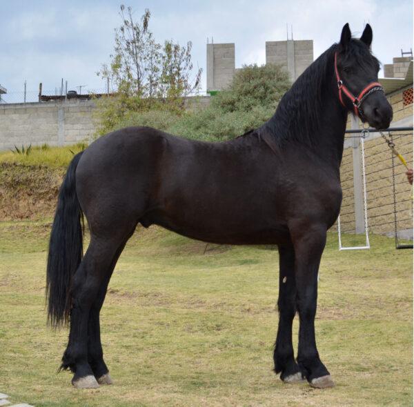 Venta de caballo frisón