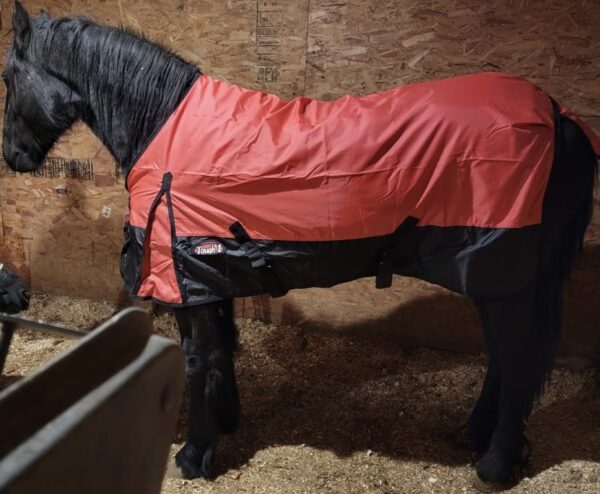 Yegua  Friesian de 2 años - Image 2