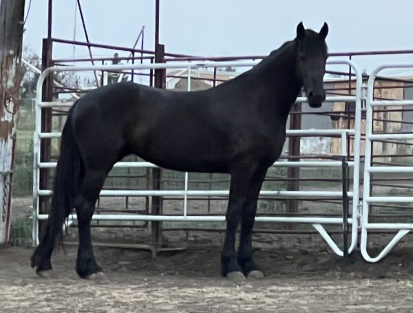 Yegua  Friesian de 2 años - Image 4