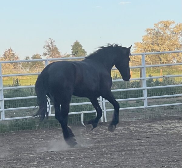 Yegua  Friesian de 2 años