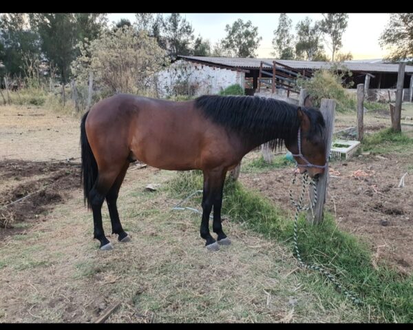 Potrillo 3 añero, lusitano, de excelentes líneas en el mejor precio