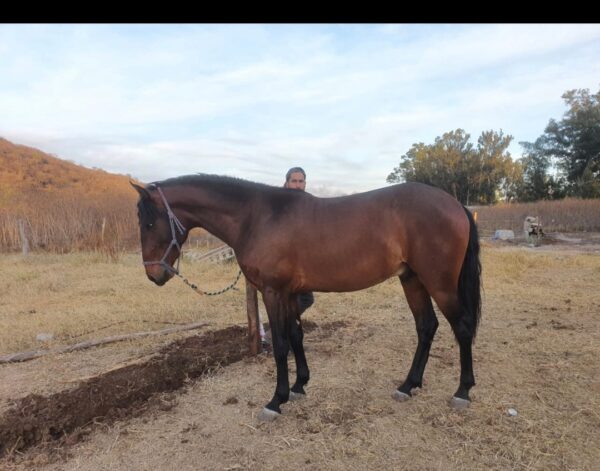 Potrillo 3 añero, lusitano, de excelentes líneas en el mejor precio - Image 2