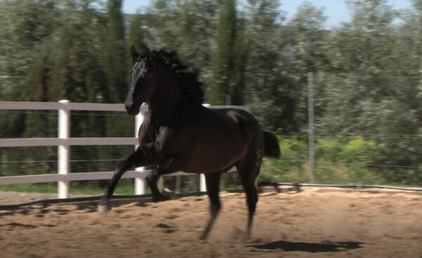 Zafiro Cris. PRE