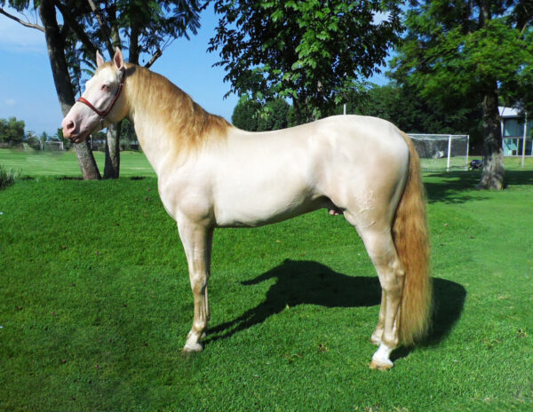 ARB Hermes - Caballo Perlino