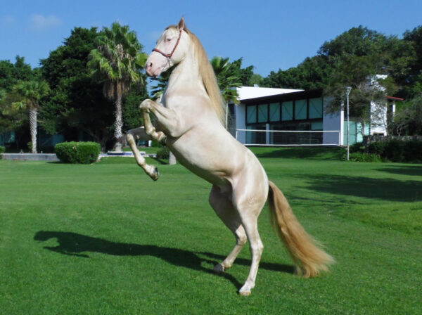 ARB Hermes - Caballo Perlino - Image 2