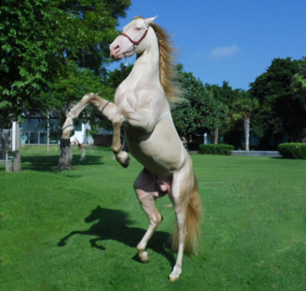 ARB Hermes - Caballo Perlino - Image 3