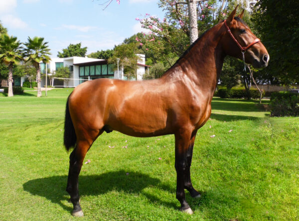 ARB Jonas - Potro