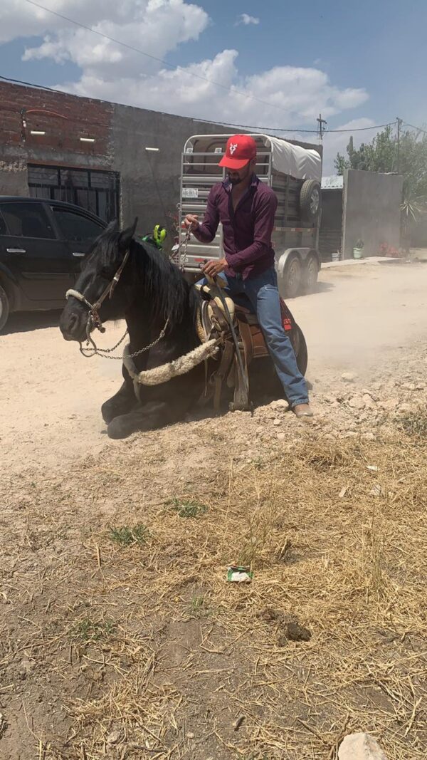Gran Caballo Cuafrisian