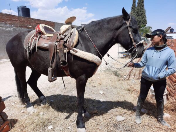 Gran Caballo Cuafrisian - Image 2