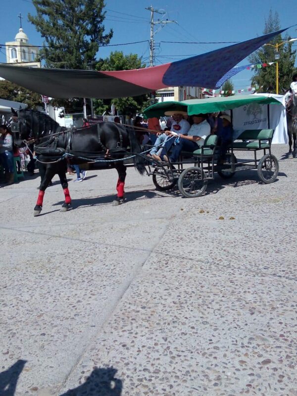Gran Caballo Cuafrisian - Image 3