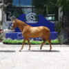 Caballo Deportivo de Equitacion. Perseo