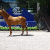 Caballo Deportivo de Equitacion. Perseo - Image 2