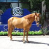 Caballo Deportivo de Equitacion. Perseo - Image 3