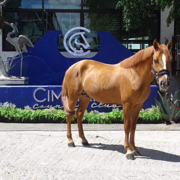 Caballo Deportivo de Equitacion. Perseo - Image 4