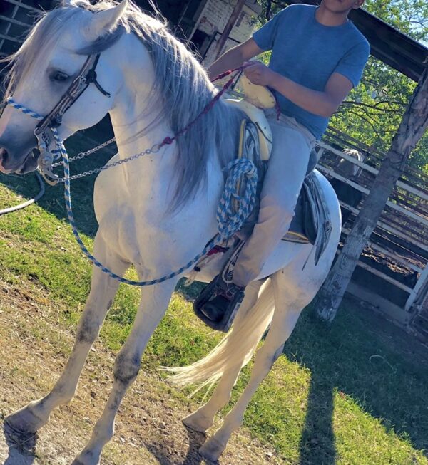 Caballo entero, manzo, trabajado de tienda, precio a tratar
