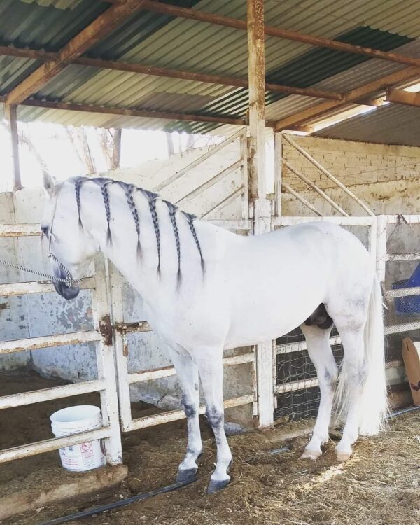Caballo entero, manzo, trabajado de tienda, precio a tratar - Image 3