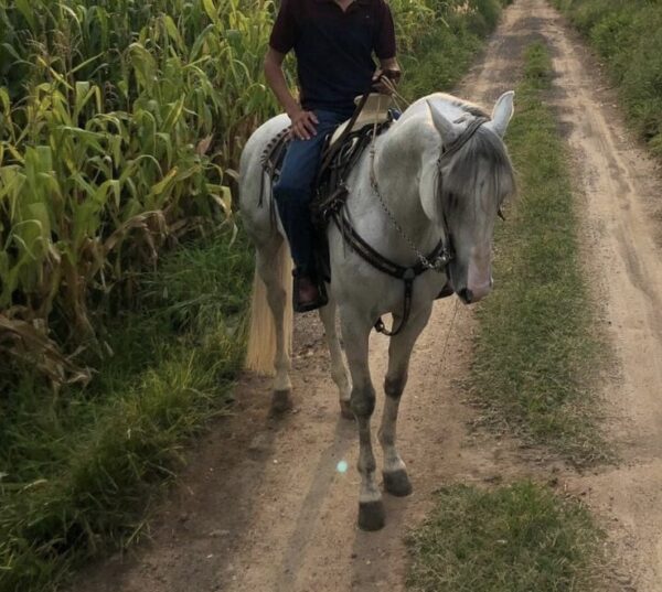 Caballo entero, manzo, trabajado de tienda, precio a tratar - Image 4