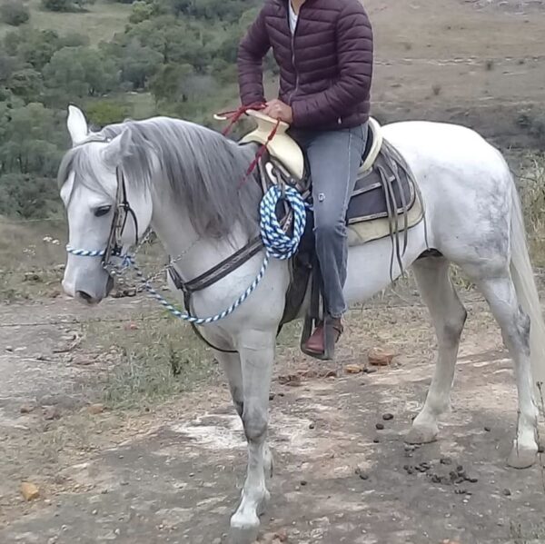 Caballo entero, manzo, trabajado de tienda, precio a tratar - Image 5
