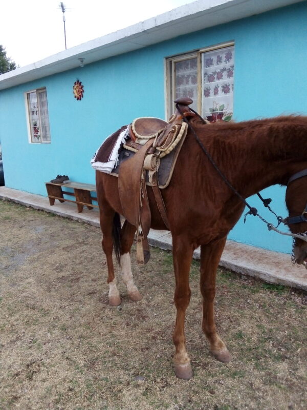 Caballo noble con silla