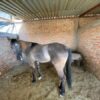 Cuarto de Milla - Image 3