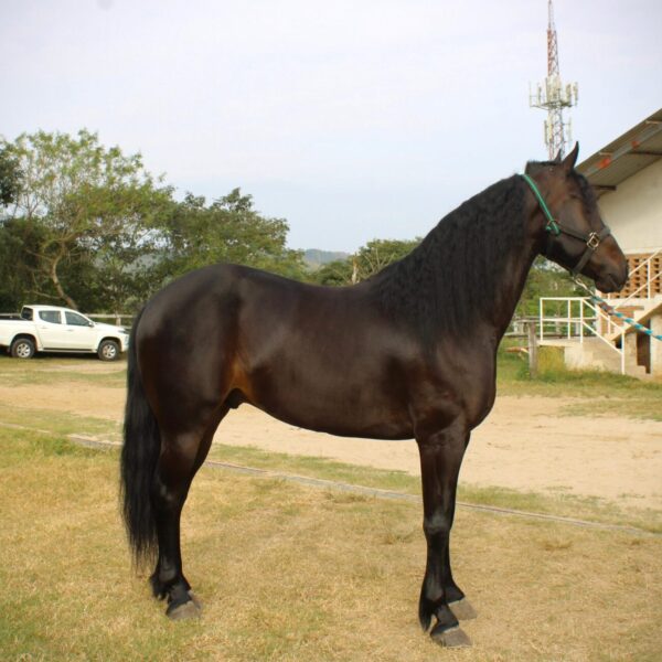 Cuervo - Image 2