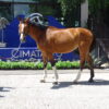 Gran Caballo de 13 años,
