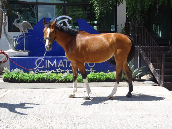 Gran Caballo de 13 años,