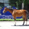 Gran Caballo de 13 años, - Image 2