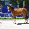 Gran Caballo de 13 años, - Image 3