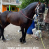 Warlander