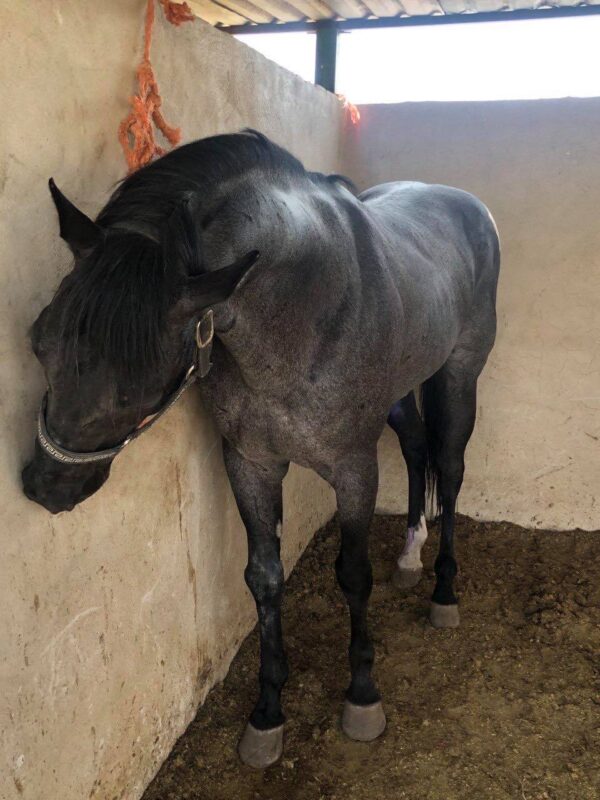 Caballo 1/4 de milla - Image 2