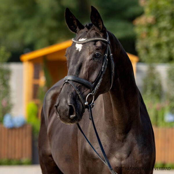 Bilbao G, caballo Hannoveriano