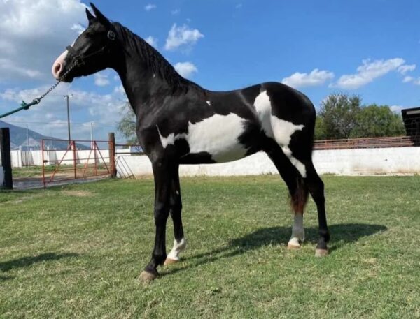 Potrillo Cuafriesian Pinto