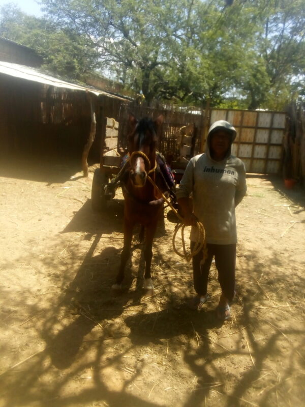 Yegua