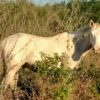 Semental. QH. Topsail Whiz