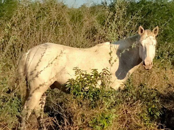 Semental. QH. Topsail Whiz