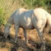 Semental. QH. Topsail Whiz - Image 2