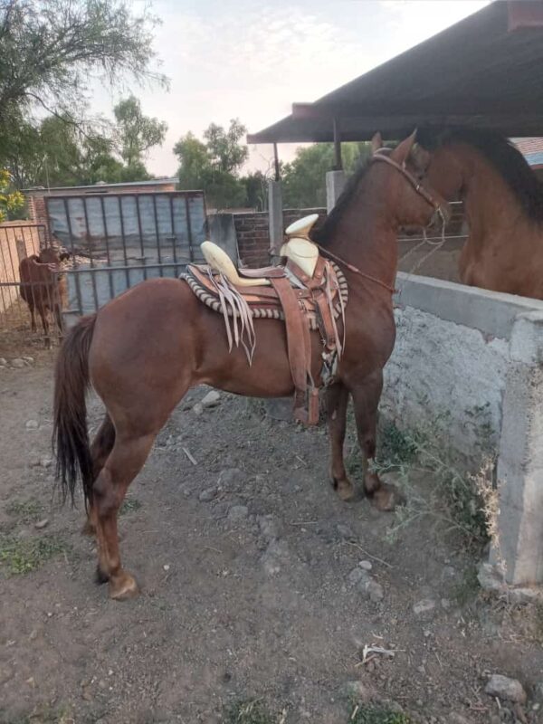 Hermosa Yegua Alazán Tostado de silla con muy buena rienda. - Image 3
