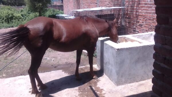 Hermosa Yegua Alazán Tostado de silla con muy buena rienda. - Image 5