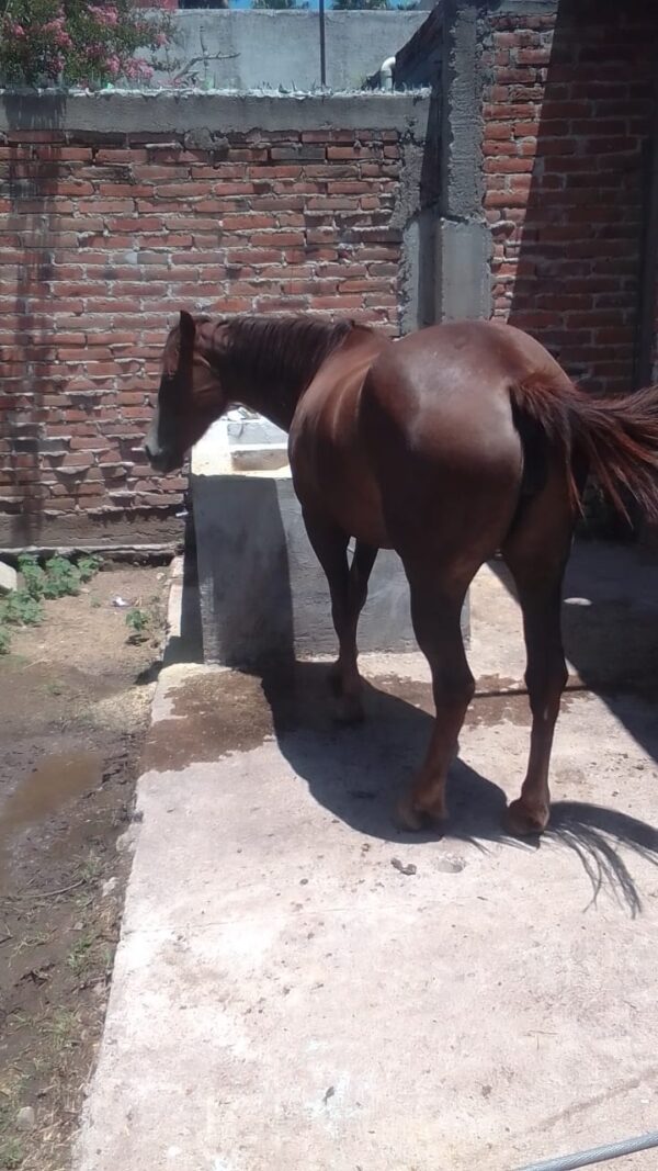 Hermosa Yegua Alazán Tostado de silla con muy buena rienda. - Image 6