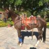 Caballo Alazan (Apendix) - Image 2