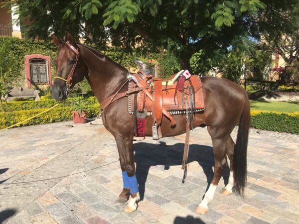 Caballo Alazan (Apendix) - Image 2