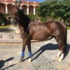 Caballo Alazan (Apendix) - Image 3