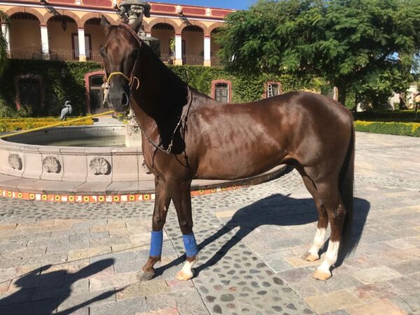 Caballo Alazan (Apendix) - Image 3