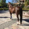 Caballo Alazan (Apendix) - Image 4
