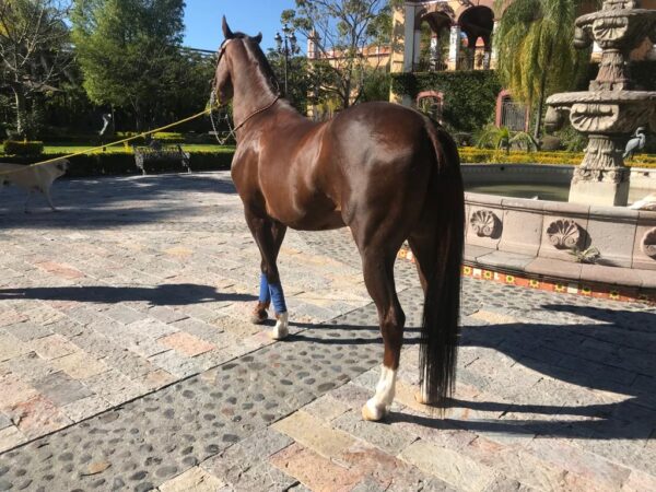 Caballo Alazan (Apendix) - Image 4