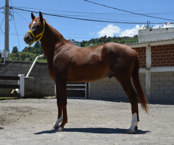 Venta de caballo arabe