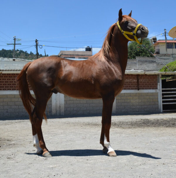Venta de caballo arabe - Image 2