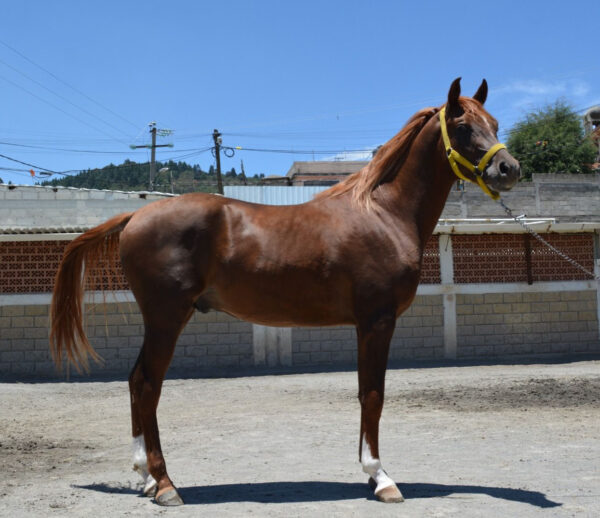 Venta de caballo arabe - Image 3